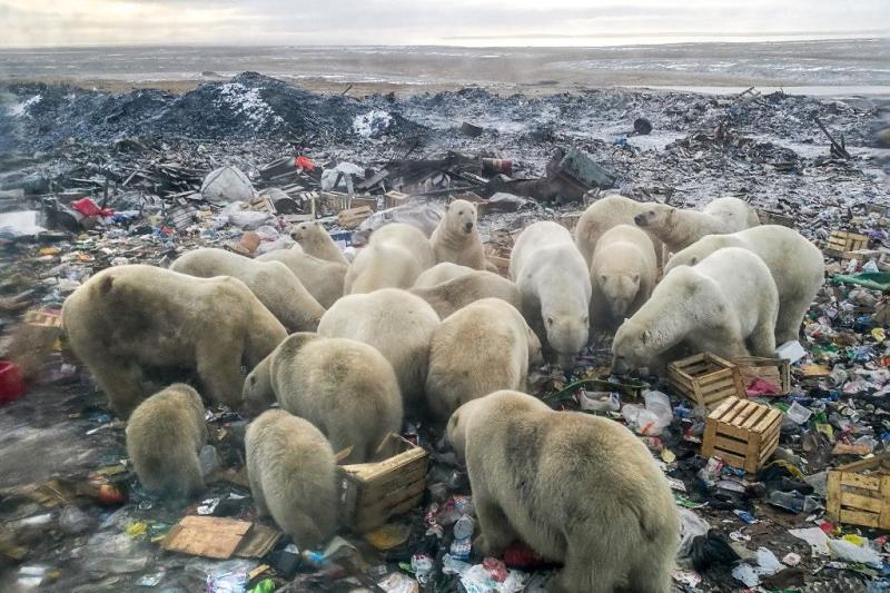Ursos polares se alimentam em um depósito de lixo perto da aldeia de Belushya Guba, no remoto arquipélago de Novaya Zemlya, ao norte da Rússia. Alexander GRIR/AFP